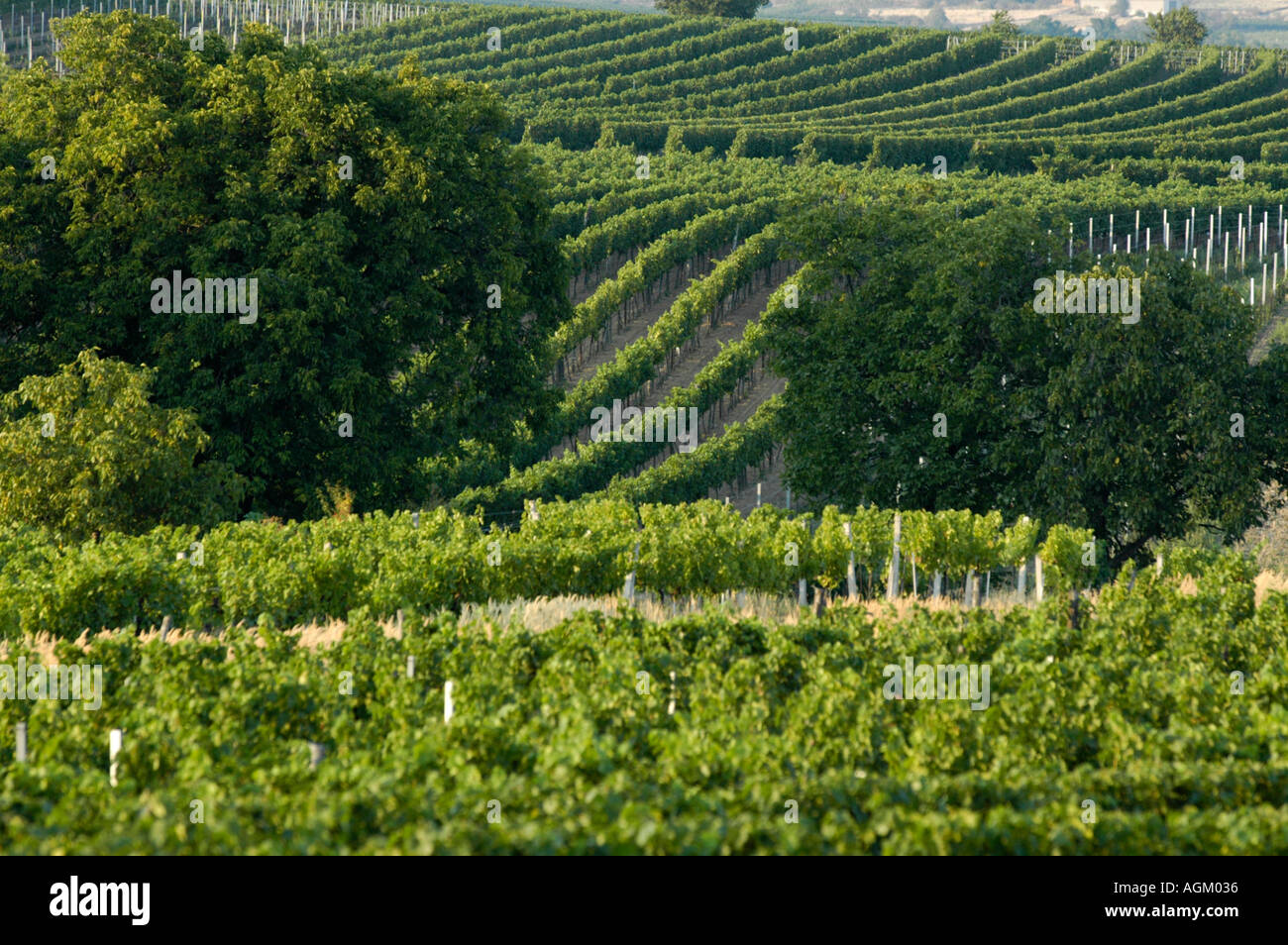 Basse Autriche, Retz wine area Banque D'Images