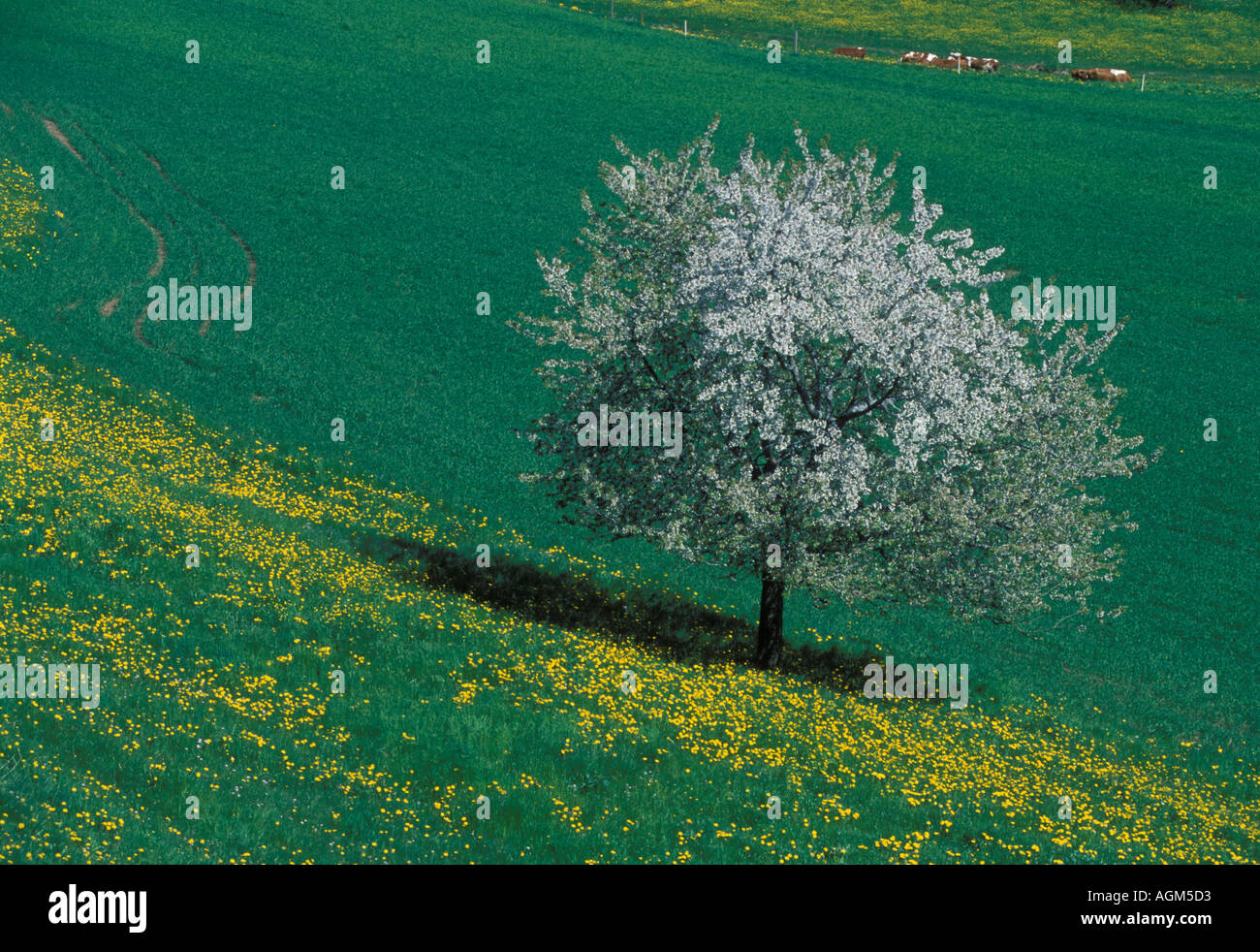 Fleurs de cerisier avec prairie avec fleurs de pissenlit et les vaches laitières Einigen Oberland Bernois Canton de Berne Suisse Banque D'Images