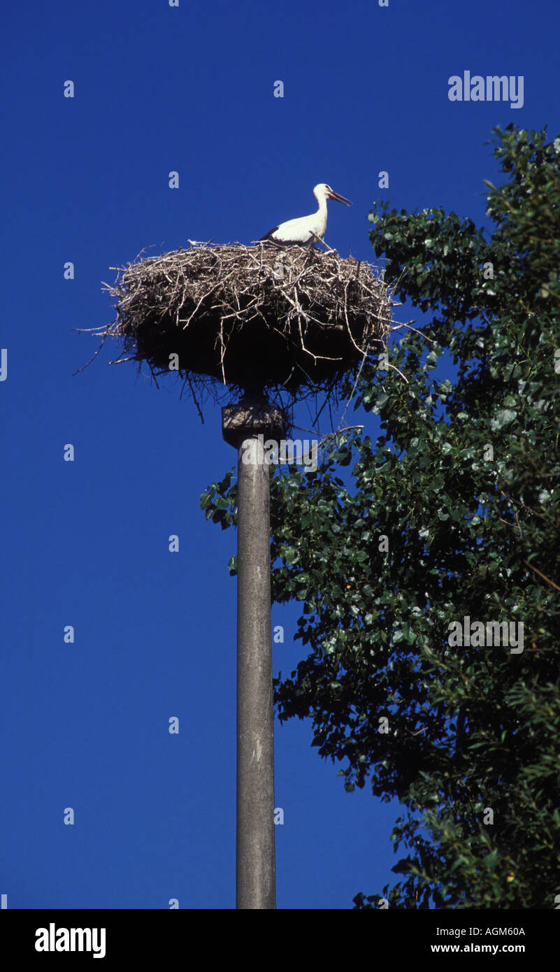 Stork s nest avec une cigogne à Ruegen Island Mecklembourg Poméranie occidentale Banque D'Images