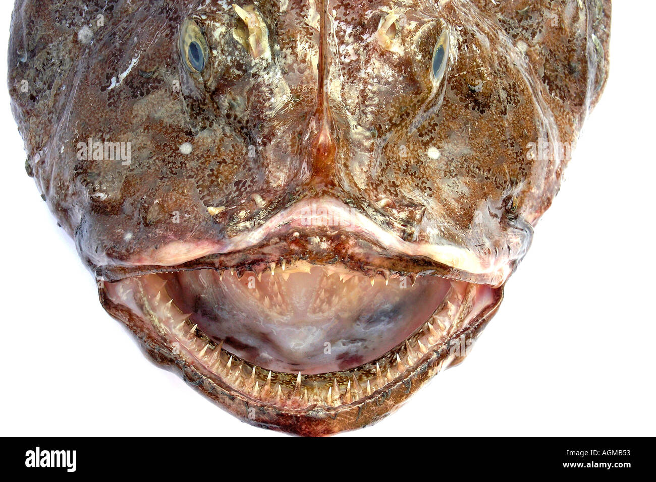 Lotte Lophius sp Banque D'Images