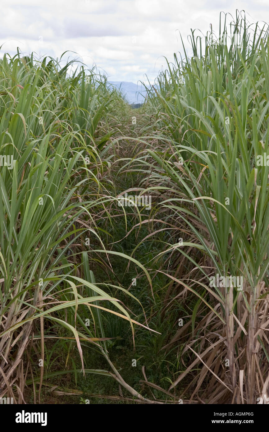 Plantation de canne à sucre. Aguadulce, Cocle, République de Panama, Amérique Centrale Banque D'Images