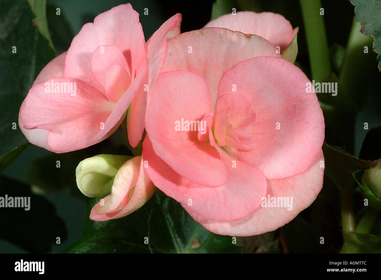 Begonia en fleur Banque D'Images