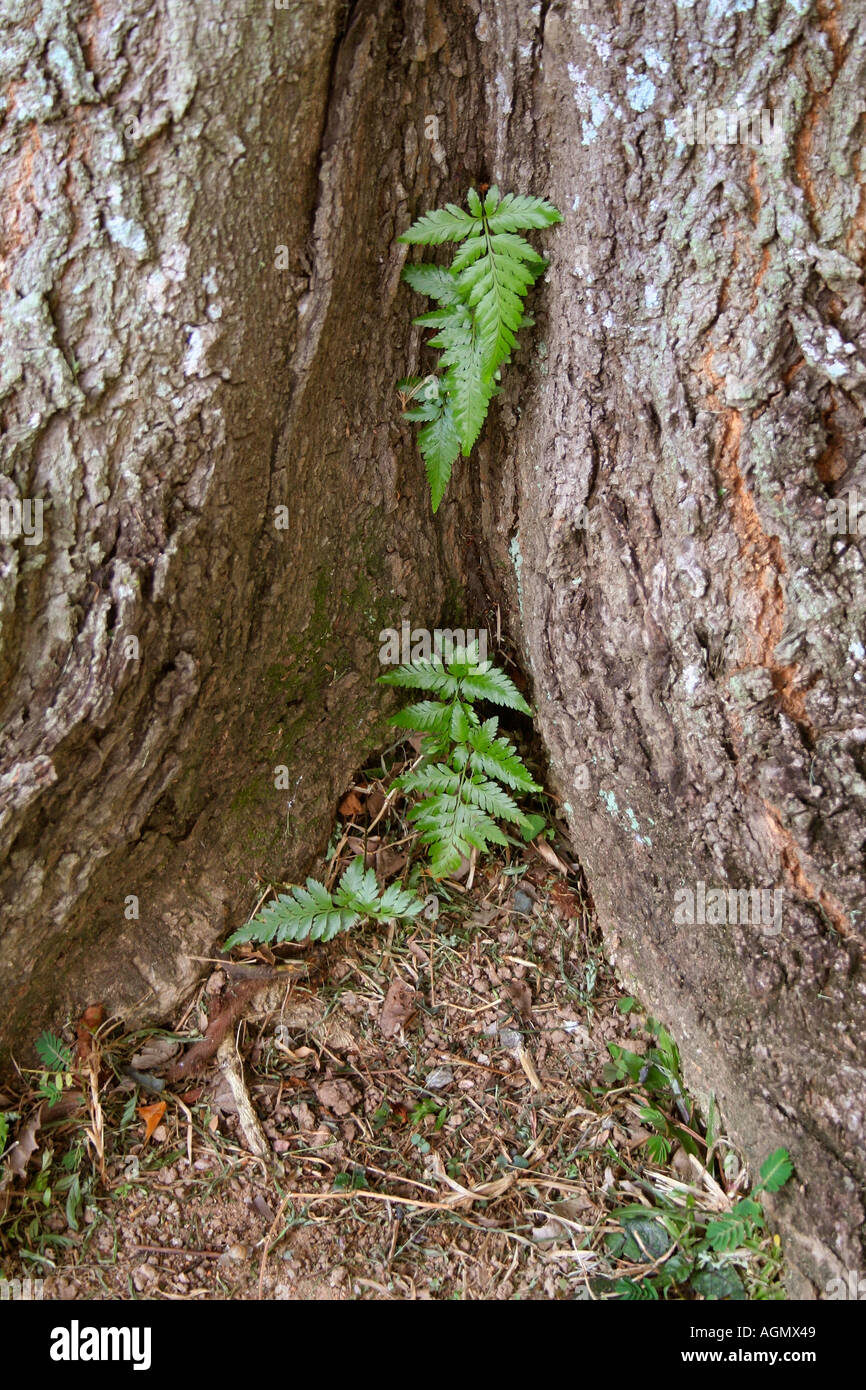 Fougère tropicale enveloppé dans les racines de l'arbre Banque D'Images