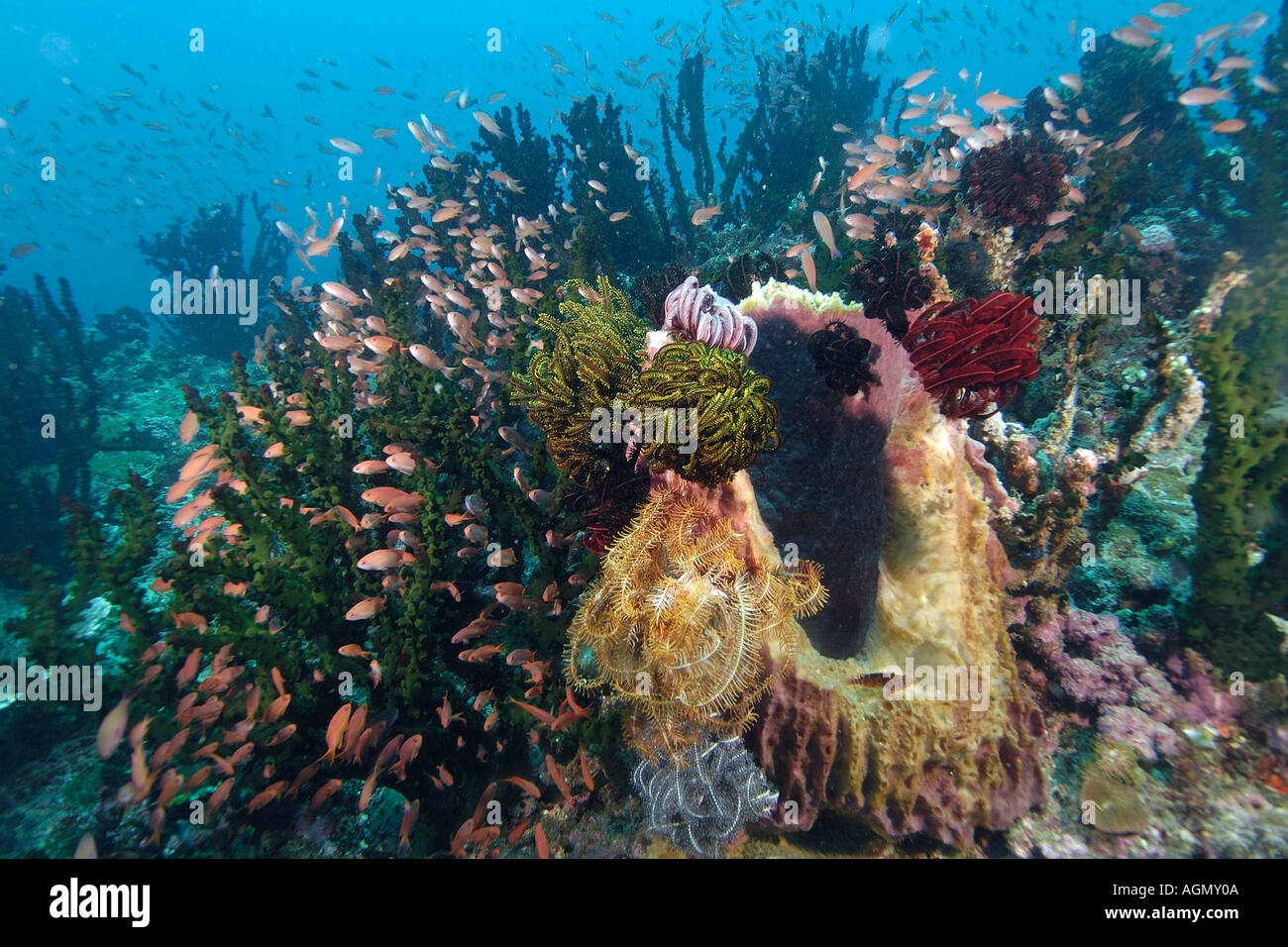 Des milliers d'scalefin anthias Pseudanthias squamipinnis abritant en vert coraux et éponges Puerto Galera Philippines Banque D'Images