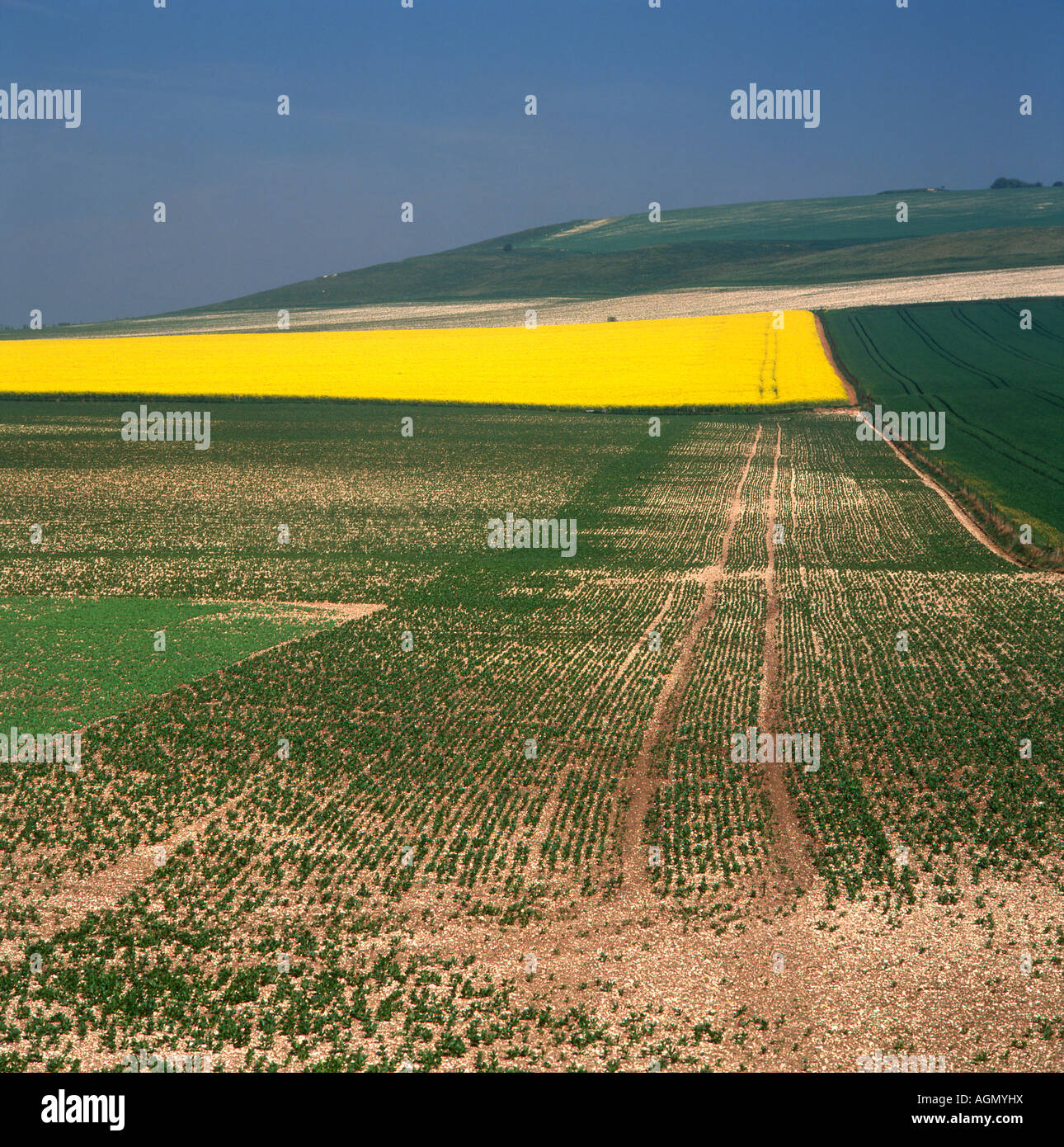 Paysage avec champ de colza sur la Marlborough Downs, Angleterre Banque D'Images