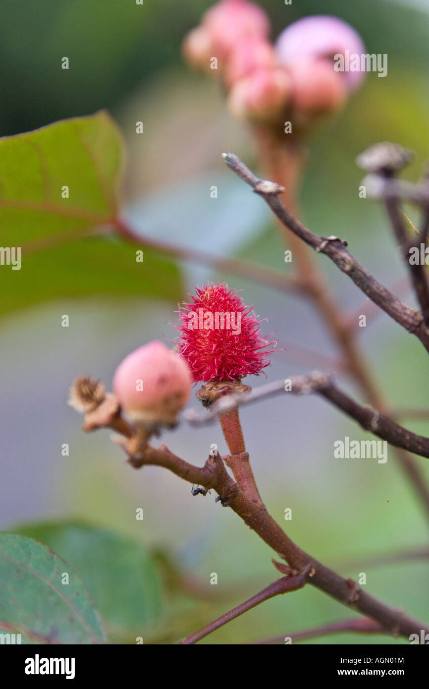 Les jeunes de la graine de rocou et de fleurs ou d'Annatto Bixa orellana L'achiote Banque D'Images