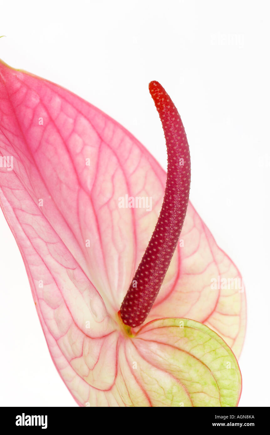Anthurium Fleur Flamingo Banque D'Images