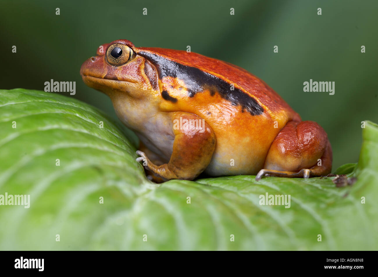 Dyscorphus guineti Grenouille Tomate malgache Banque D'Images