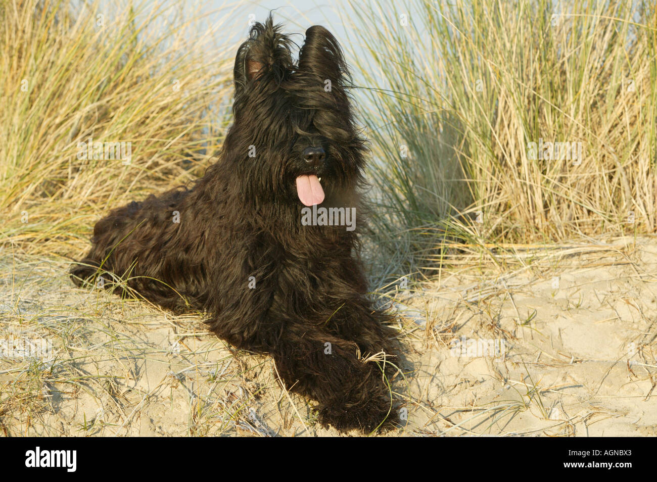 Chien Berger de Brie Briard Berger de Brie Labat Rouquette VWPics com Banque D'Images