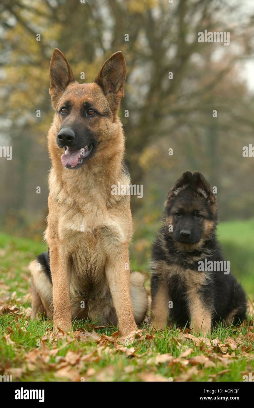 Le Chien Berger Allemand Chiot Berger Allemand Avec Labat Rouquette Vwpics Com Photo Stock Alamy