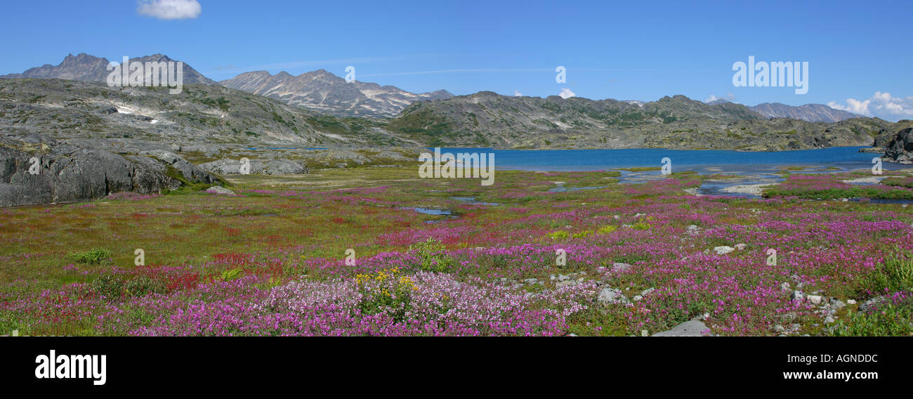 Crater Lake und blühende Blumenwiese Chilkoot Trail Britisch Kolumbien Kanada Banque D'Images