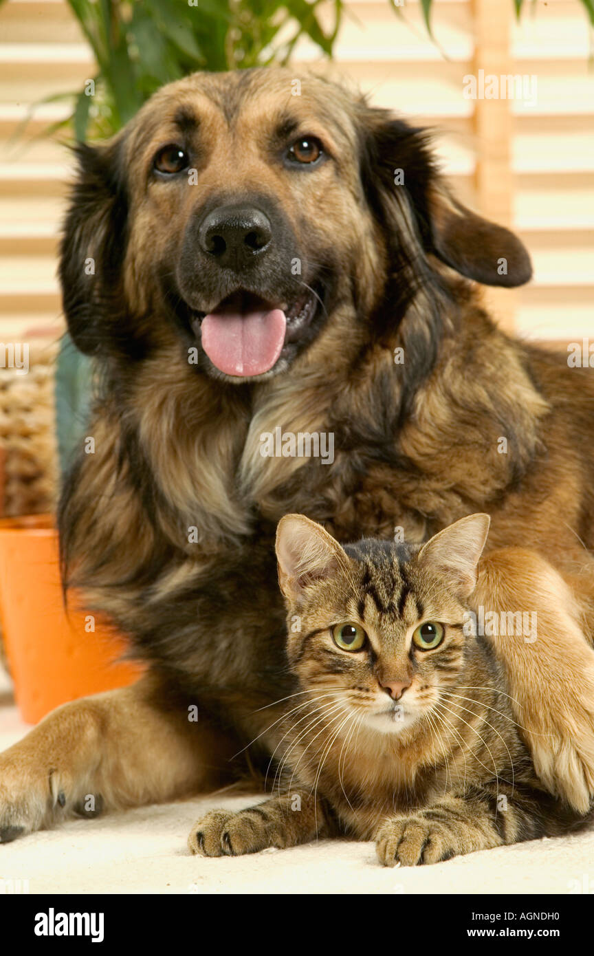 Portrait Dun Chien Avec Un Chat Ordinaire Leonberg Leonberg
