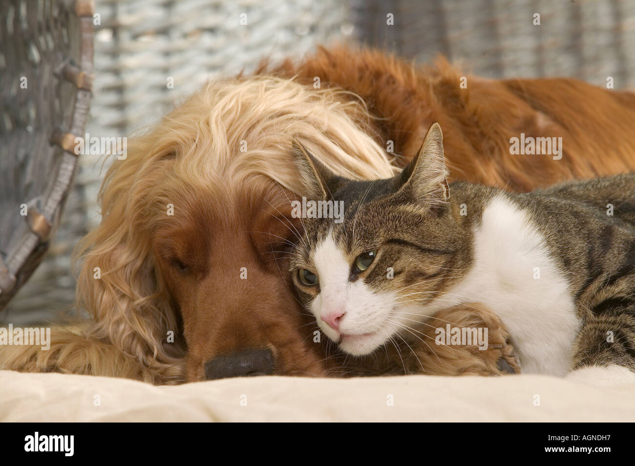 Portrait Un Cocker Avec Un Chat Ordinaire Cocker Et Chat De Gouttiere Labat Rouquette Vwpics Com Photo Stock Alamy Portrait Un Cocker Avec Un Chat Ordinaire Cocker Et Chat De Gouttiere Labat Rouquette Vwpics Com Photo Stock Alamy