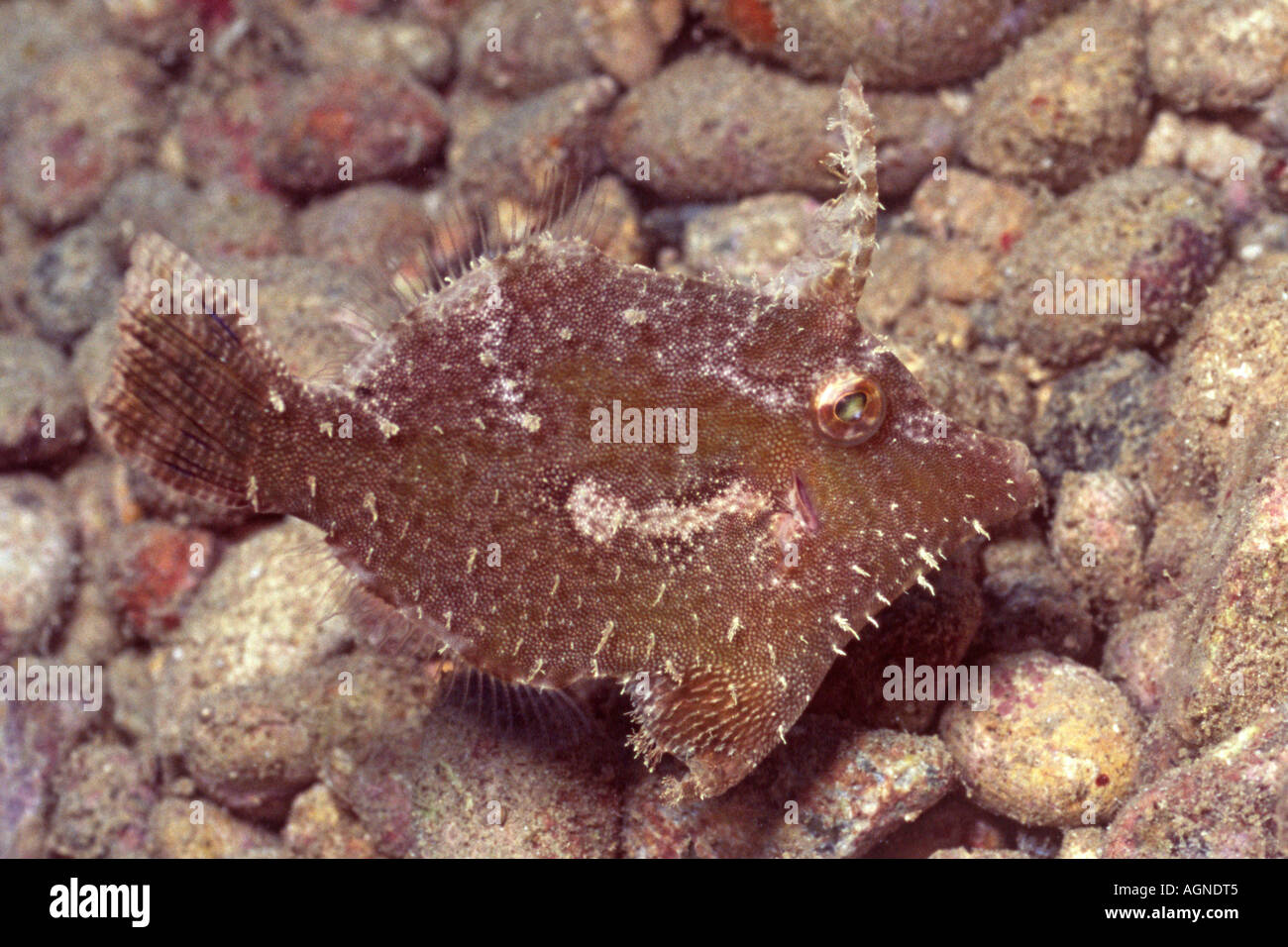 Acreichthys tomentosus queue poils Wakatobi Indonésie Balistes Banque D'Images