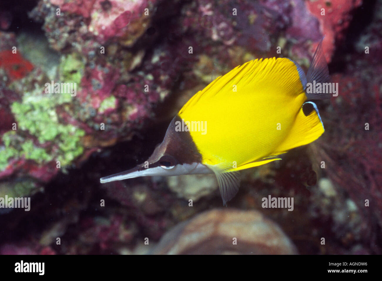 Papillons Forcipiger flavissimus long nez Wakatobi Indonésie Banque D'Images