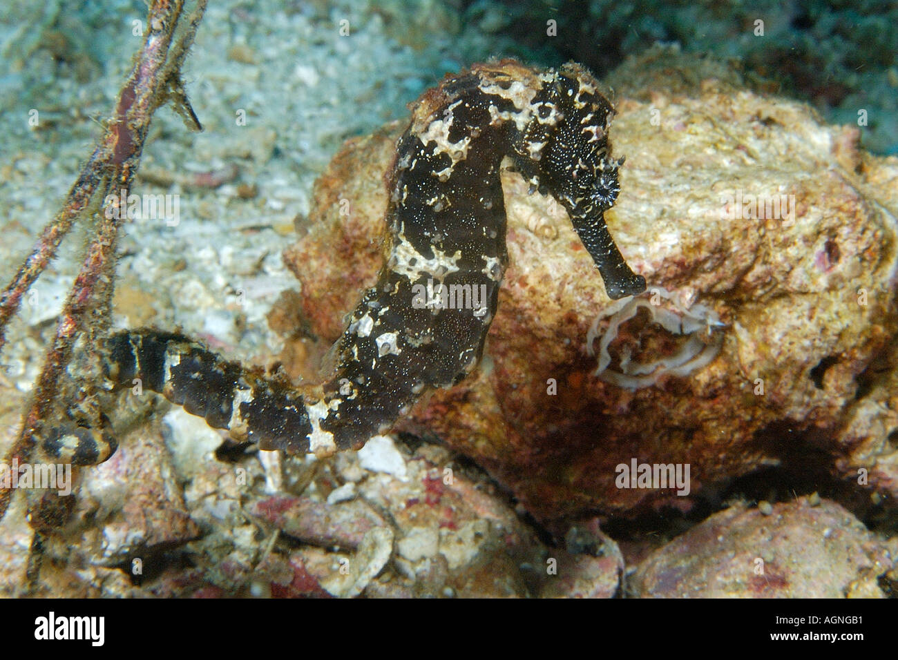 Hippocampe hippocampe commun taeniopterus Malapascua le nord de Cebu Philippines Mer de Visayan Banque D'Images