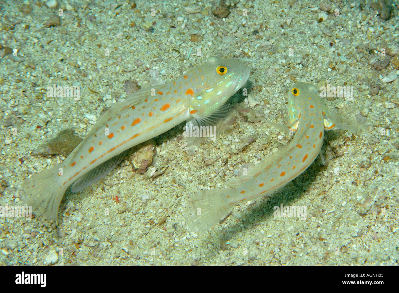 Paire de gobies Valenciennea puellaris en pointillés orange Mare Mare Island marine park Cebu Philippines Malapascua Banque D'Images