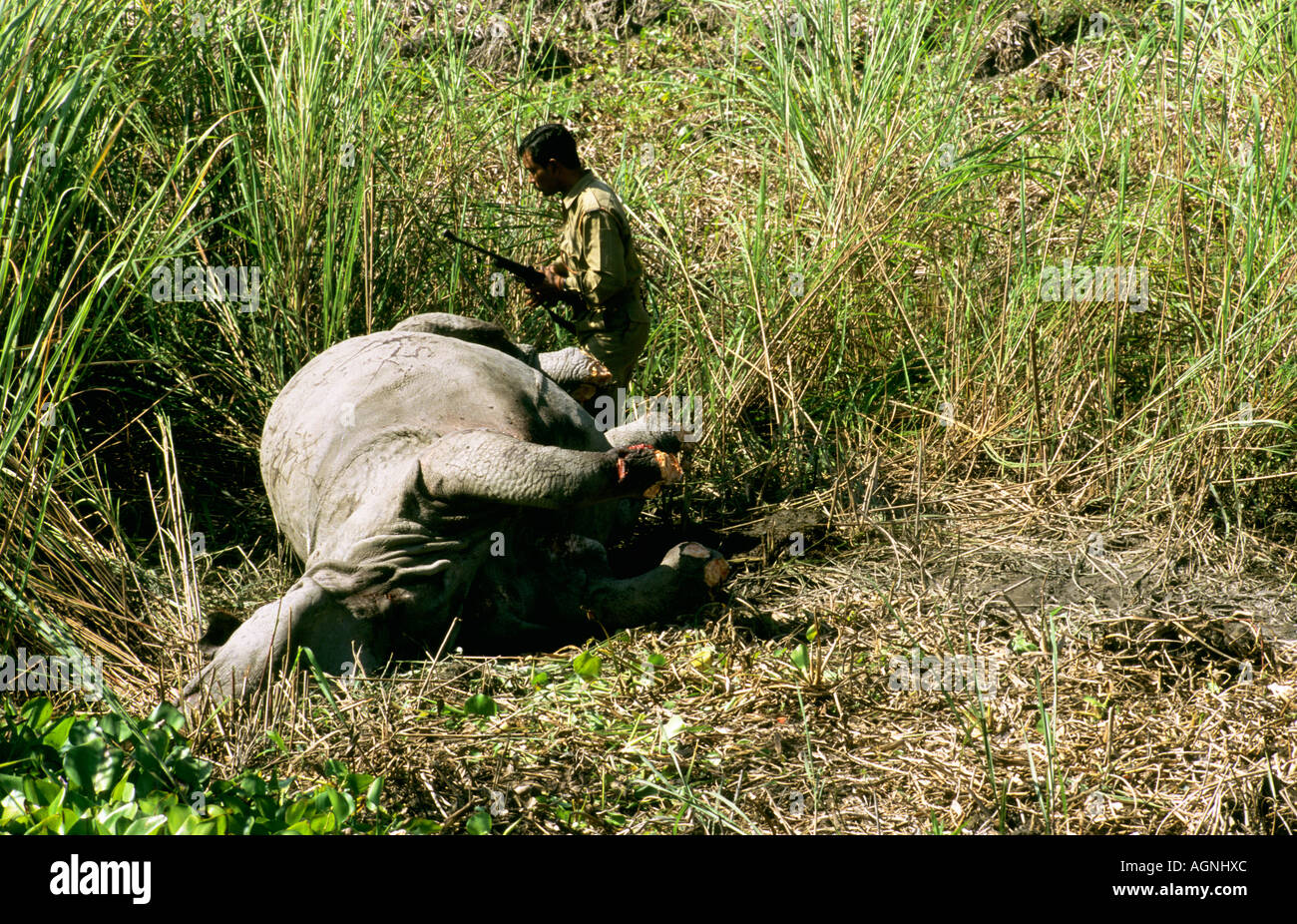 Dead Rhino, gardé par des gardes forestiers, Kaziranga, Assam, Inde Banque D'Images