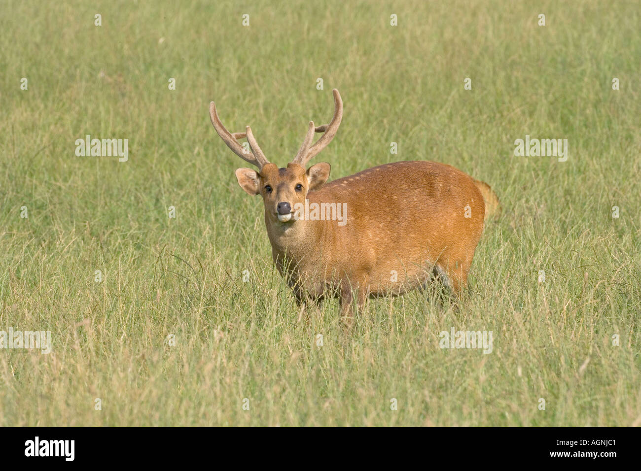 Indian Hog Deer Cervus porcinus mâle Banque D'Images