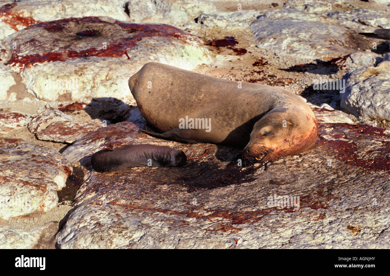Lion de mer Galapagos équateur sur rock a donné naissance à mort les jeunes Banque D'Images