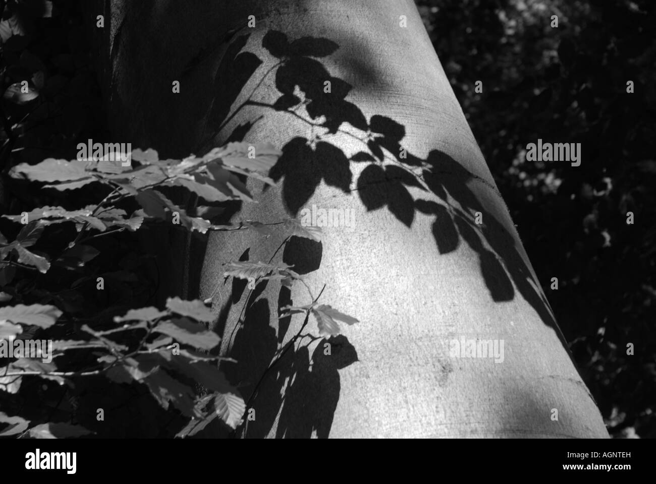 Substitution, ombres projetées par des feuilles sur le tronc d'un arbre noir et blanc Banque D'Images