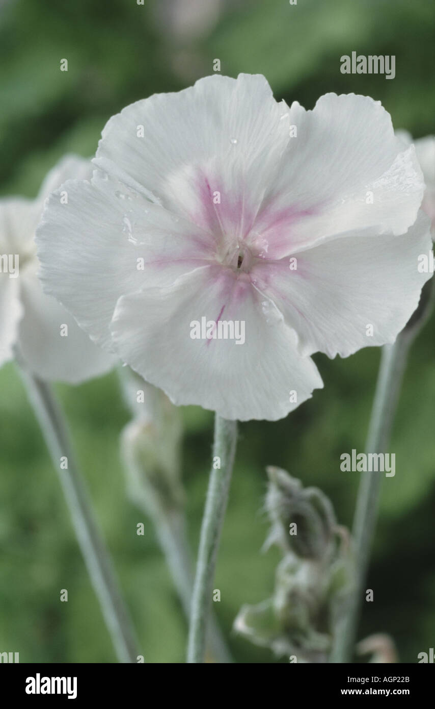 Lychnis coronaria 'Angel's Blush'. Banque D'Images