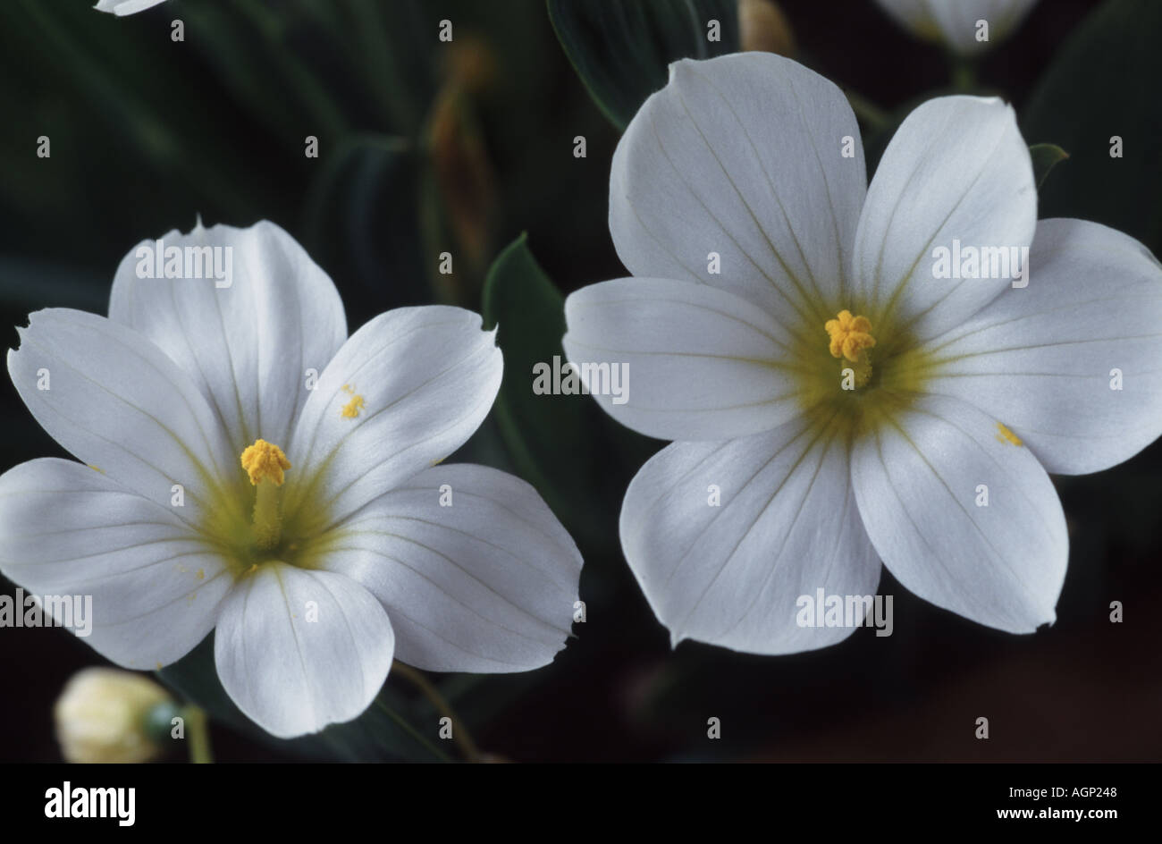 Sisyrinchium idahoense 'Album'. Banque D'Images