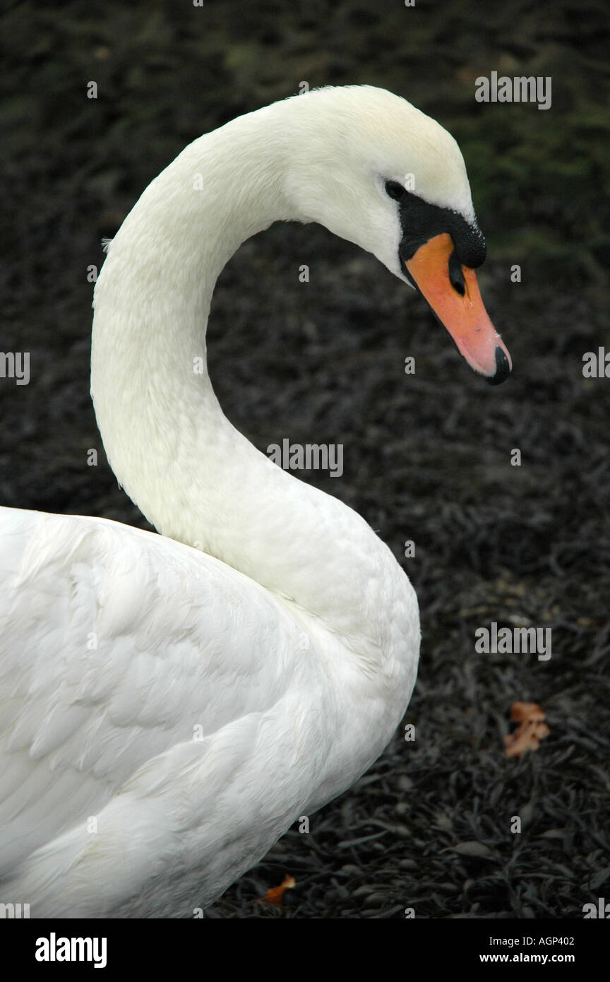 Cygne entouré d'algues prises dans les docks de Southampton, Hampshire, Angleterre, Royaume-Uni Banque D'Images