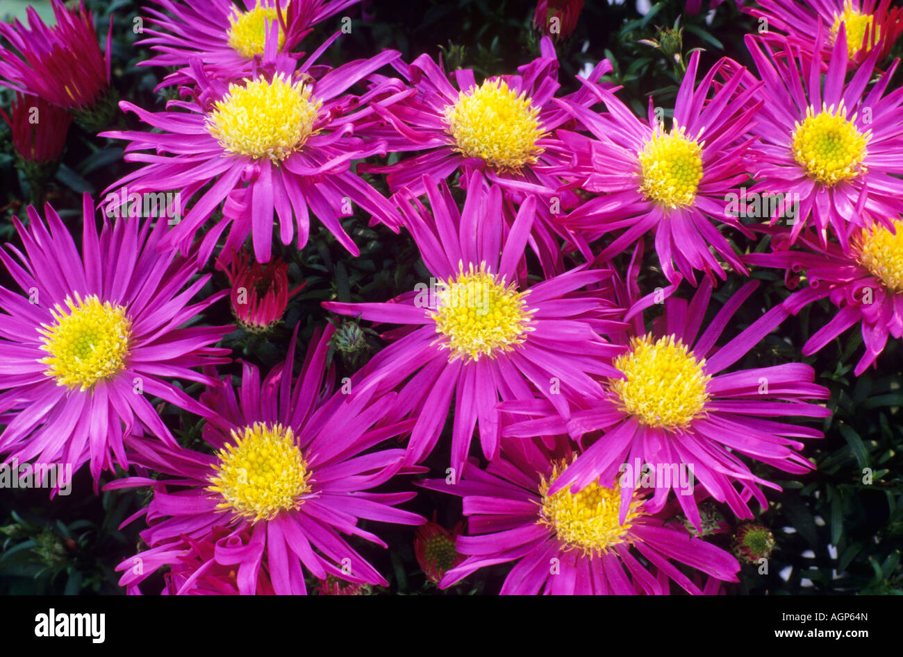 Aster novi belgii Bahamas Banque D'Images