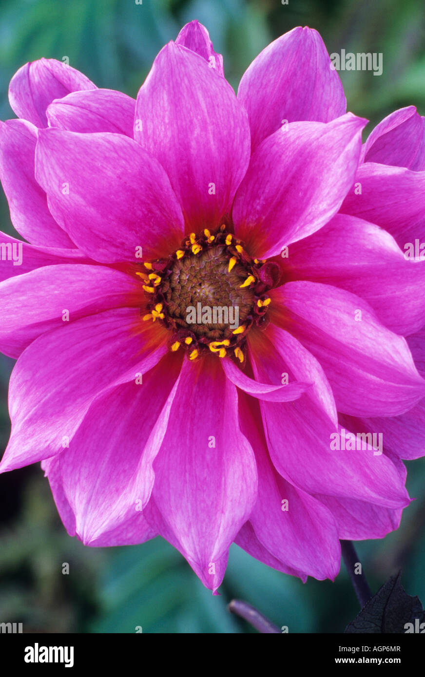 Dahlia Fascination Banque D'Images