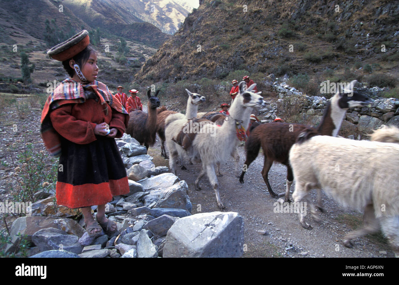 Pérou Huilloc, Ollantaytambo, femme indienne en vêtements traditionnels avec des Lamas Banque D'Images