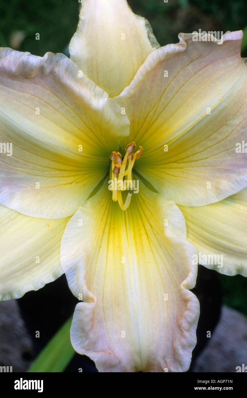 Hemerocallis Grand sourire Banque D'Images