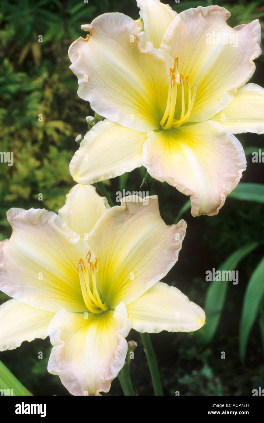 Hemerocallis Grand sourire Banque D'Images