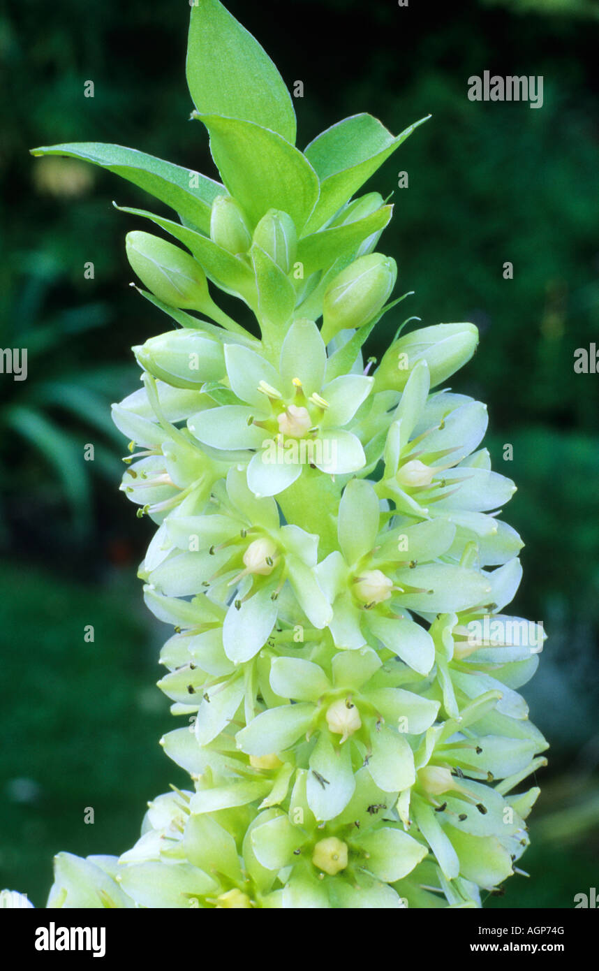 Syn Eucomis Eucomis autumnalis undulata Banque D'Images