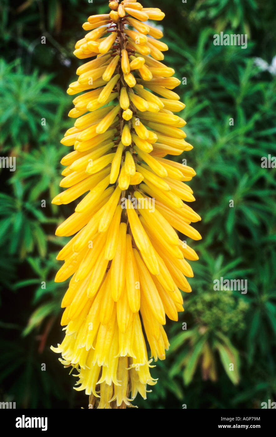 Kniphofia Drummore Apricot Banque D'Images