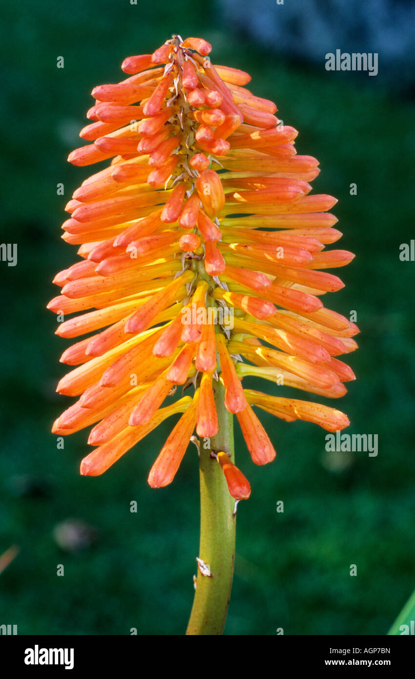Kniphofia uvaria Nobilis Banque D'Images