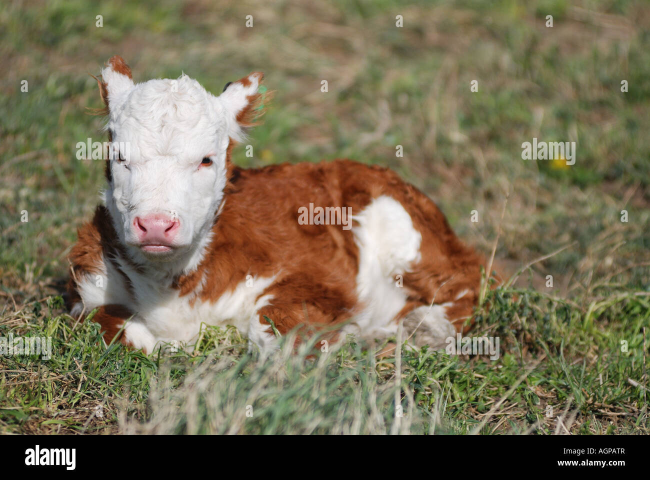 Veau Hereford portant sur les pâturages au début du printemps Banque D'Images