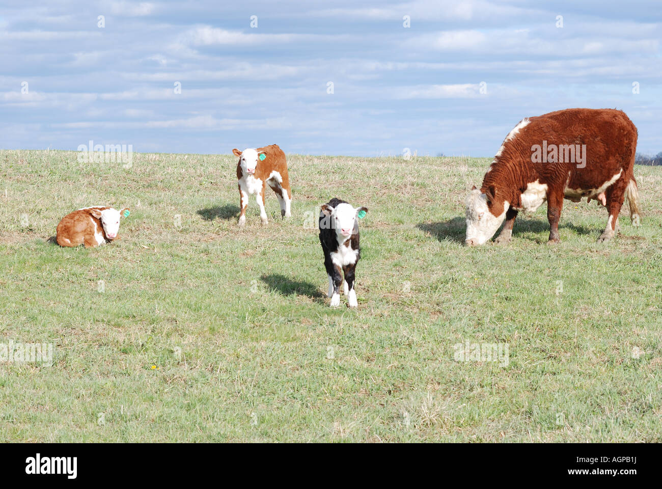 Trois veaux et vaches Hereford Banque D'Images