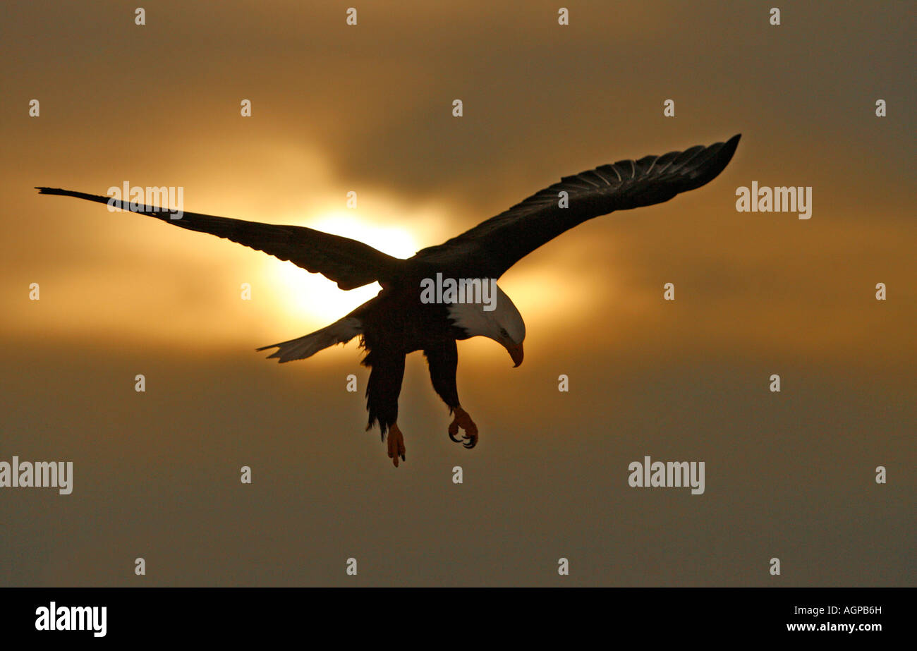 USA, Alaska, Homère. Pygargue à tête blanche dans la préparation à la terre par la silhouette du soleil et nuages. Banque D'Images