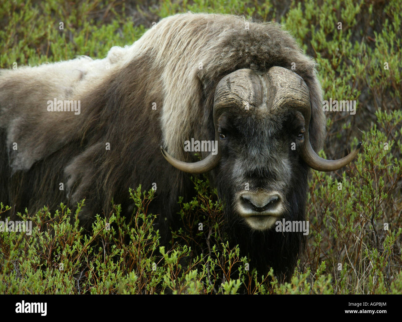 USA, Alaska, à Nome. Close-up de bœuf musqué debout dans les buissons. Banque D'Images