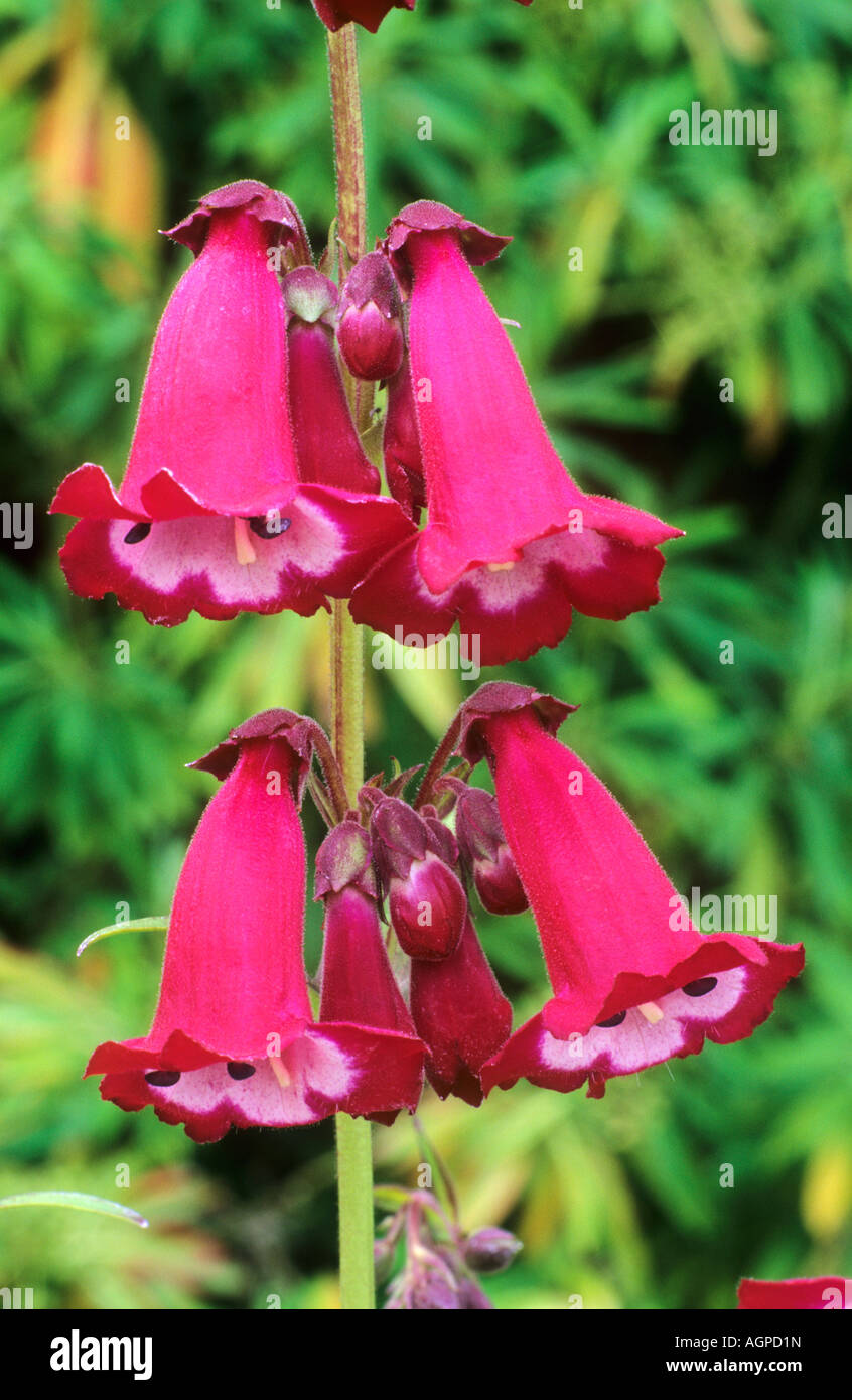 Penstemon Pensham Amelia Jane Banque D'Images