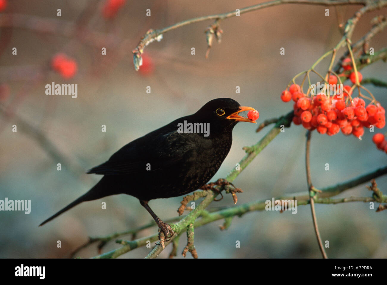 Blackbird / Schwarzdrossel / Amsel Banque D'Images