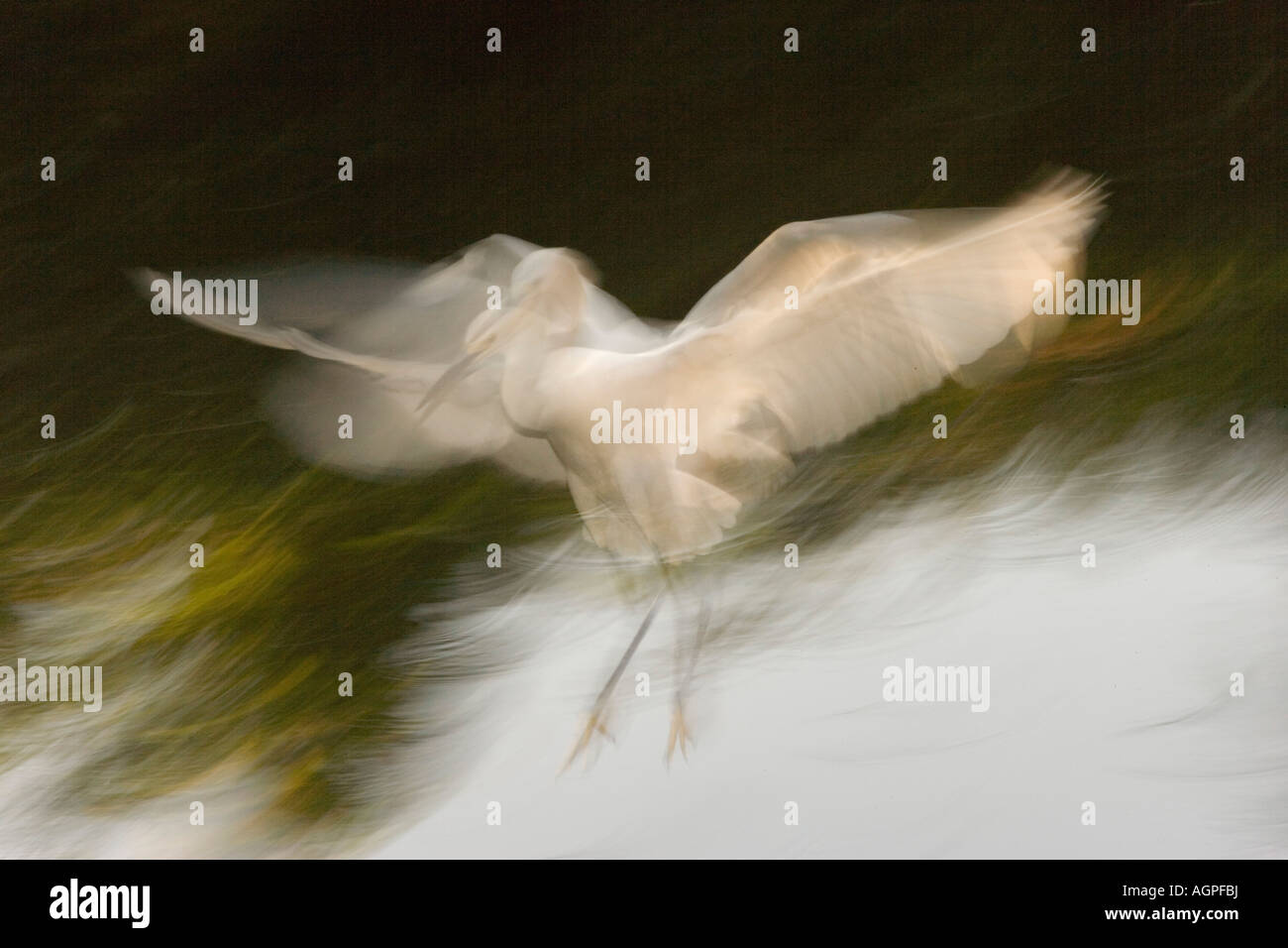 USA, Floride, Saint Augustin. Résumé de l'aigrette neigeuse de l'atterrissage. Banque D'Images