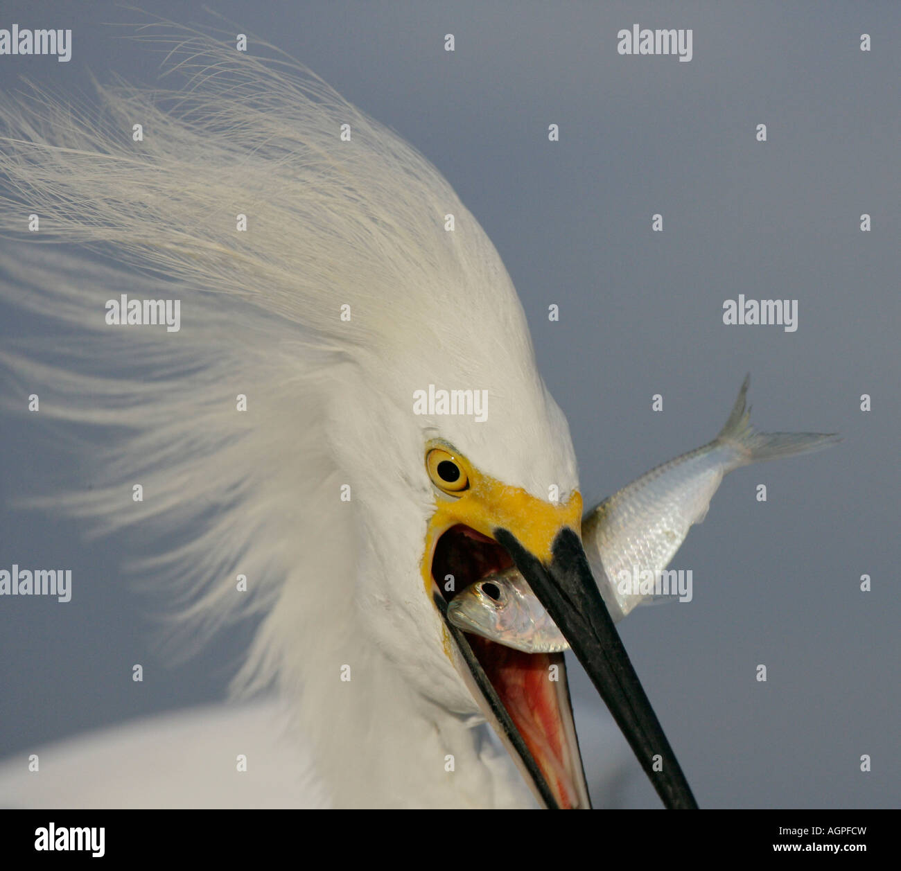 USA, Floride, Sanibel. Close-up de tête d'aigrette neigeuse avaler des poissons-appâts. Banque D'Images