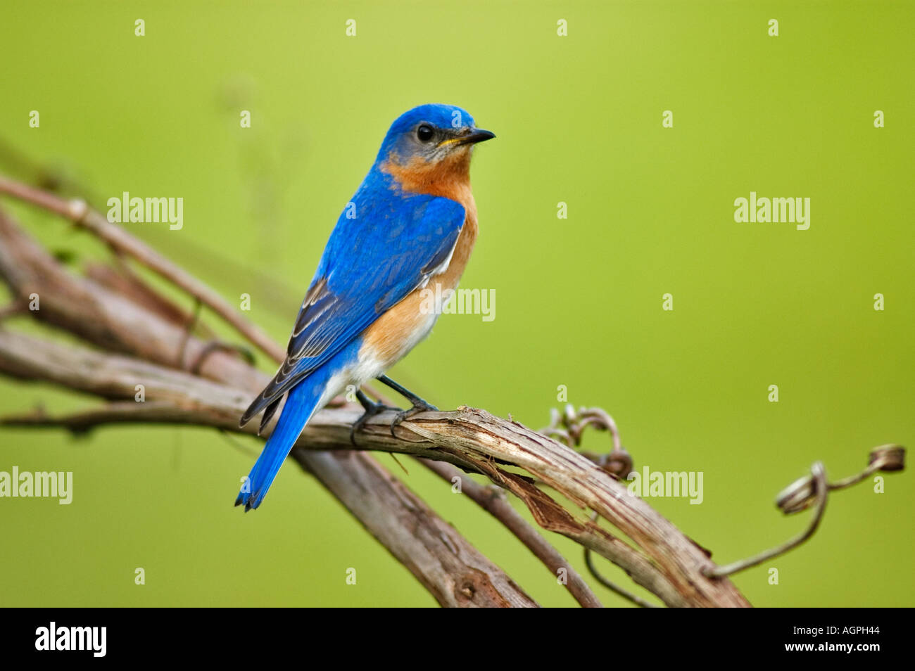Sialis Sialis Eastern Bluebird mâles dans jardin Banque D'Images