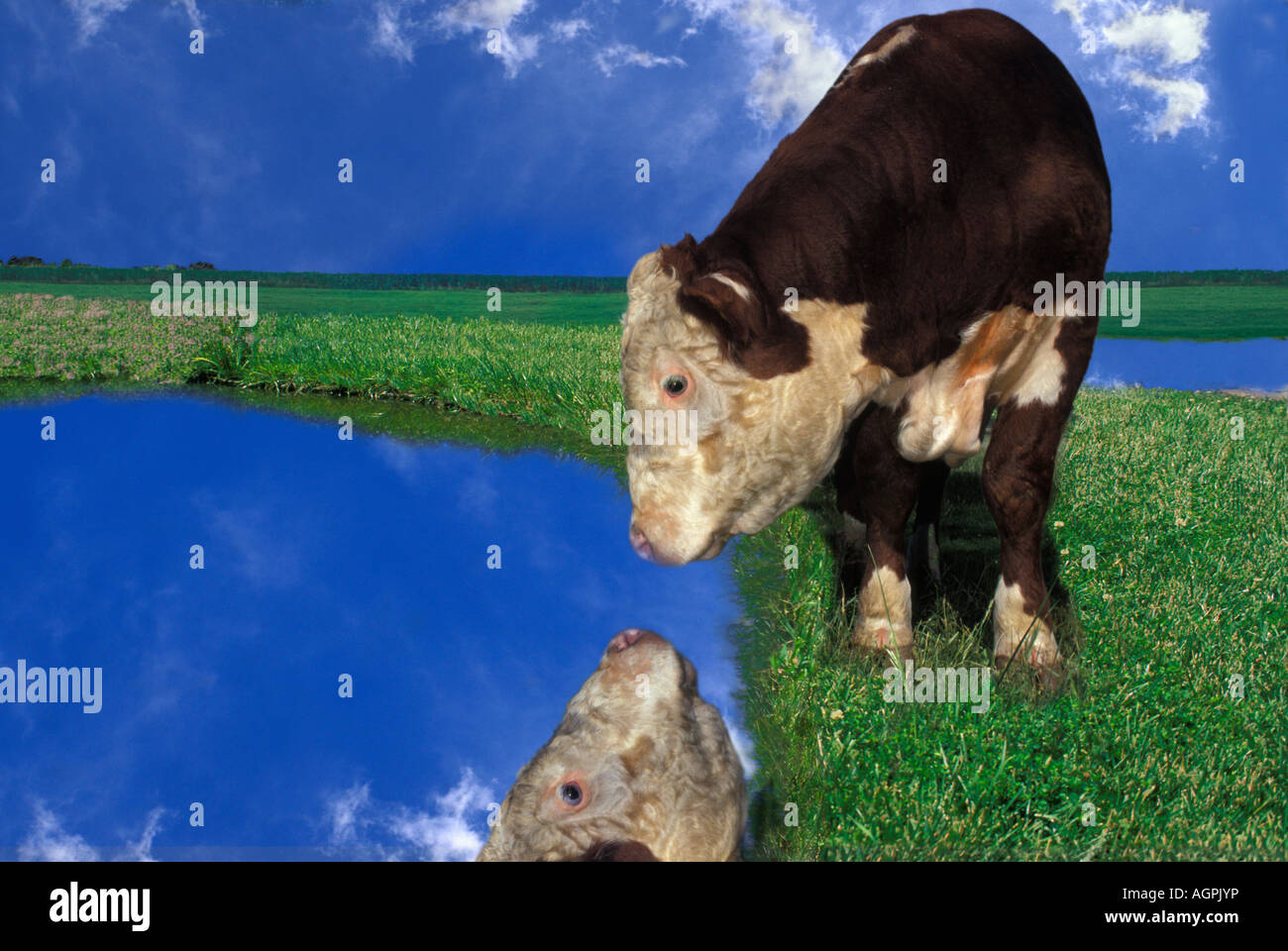 Narcisse : vache Hereford interrogés dans le champ vert voit son reflet dans l'eau avec ciel bleu Banque D'Images