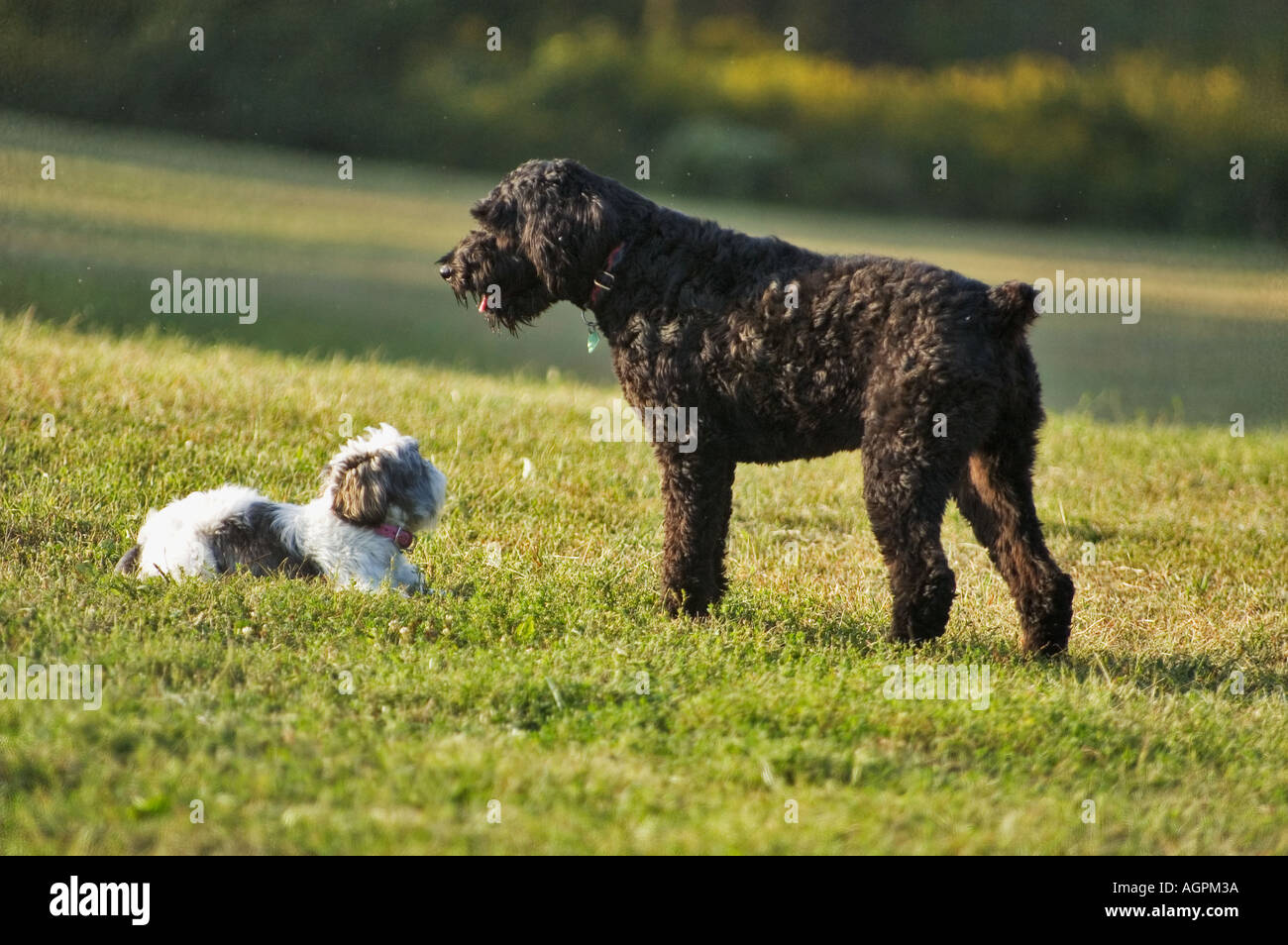 Schnauzer Géant en interaction avec un mélange de caniche Lhassa-apso Cherokee Park Louisville Kentucky Banque D'Images