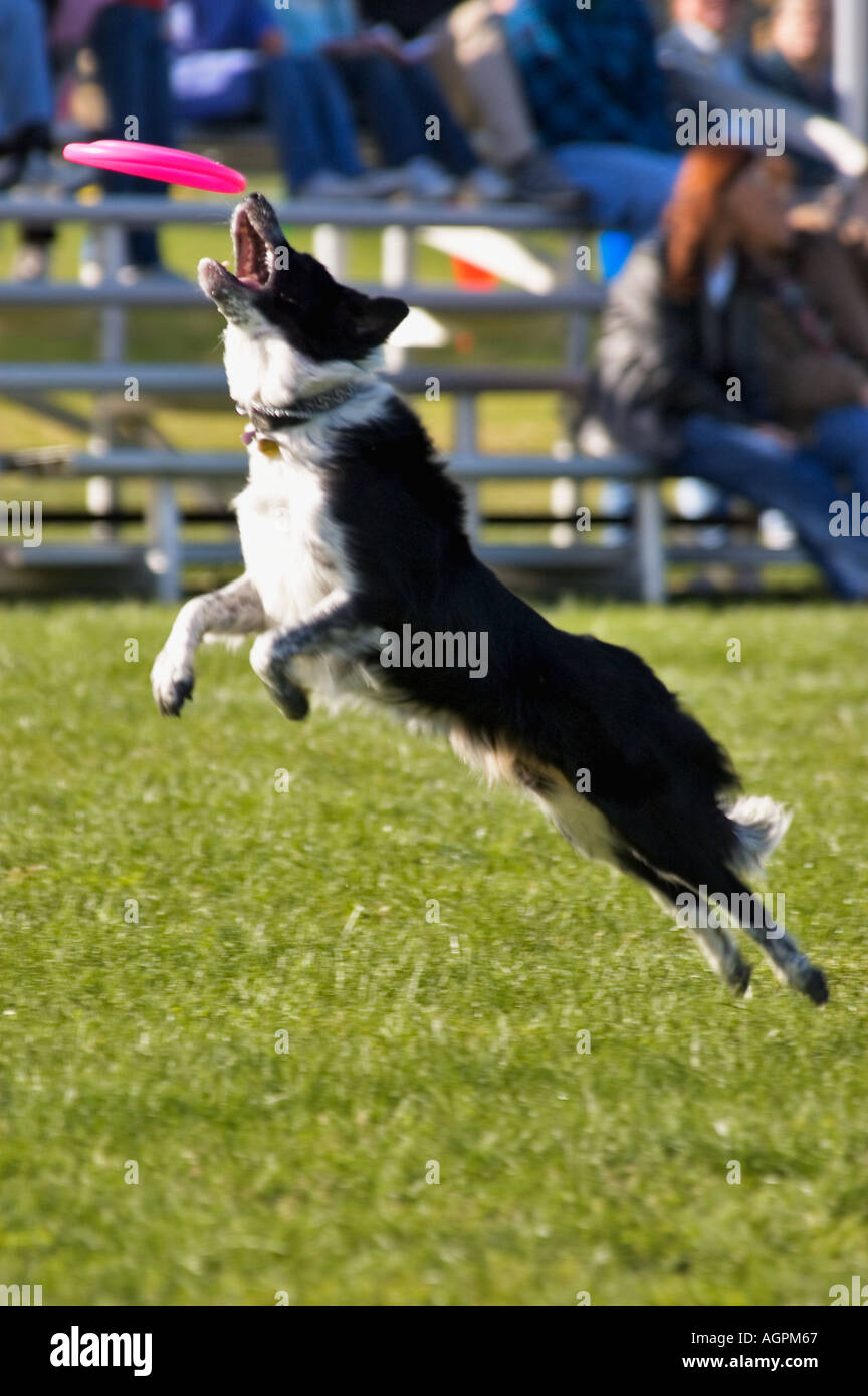 Border Collie sautant en l'air pour essayer de rattraper la concurrence au cours de Frisbee Disc Dog finale nationale 2004 Banque D'Images