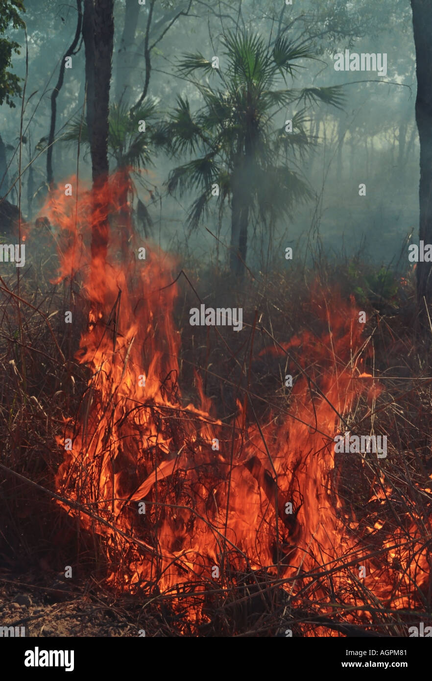 Territoire du Nord Australie Brousse Banque D'Images