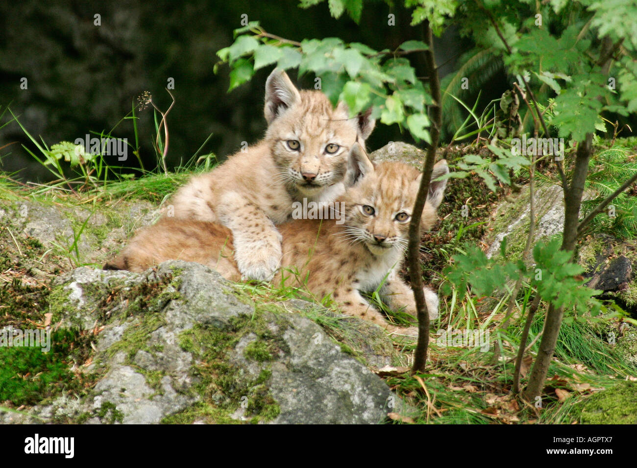 Lynx / Europaeischer Luchs Banque D'Images